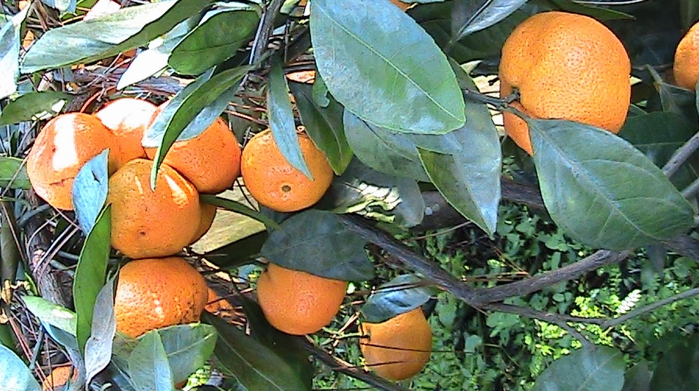 My Back Forty Garden and Park Satsuma Orange Trees