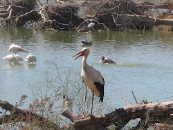 crane birds flying wild cranes animation stand grass stork