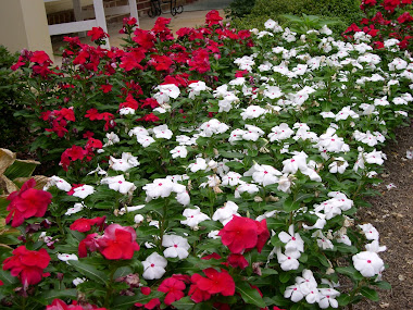 Red and White Vincas