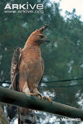 Javan hawk Eagle