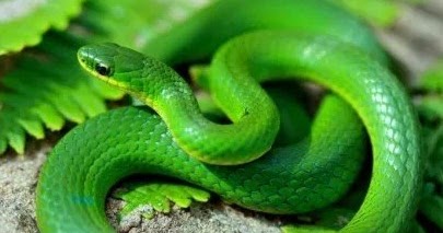 7 Arti Mimpi Dililit Ular Warna Hijau Lepank