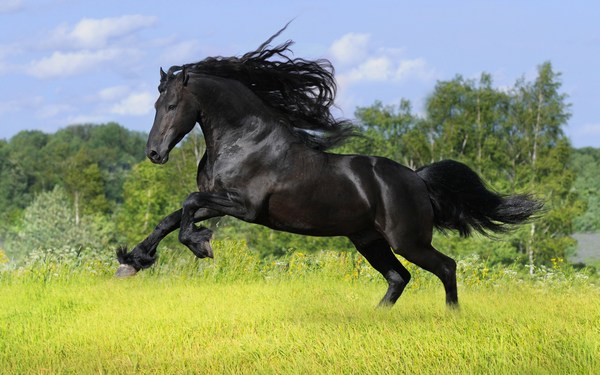 Swift Black Horse HD Desktop Backgrounds