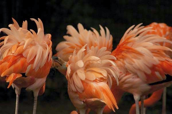 Here Are 24 Awesome Things You Didn't Know About Animals. #11 Just Made My Week. - A group of flamingos is called 