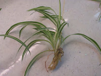 Baby spider plant with roots