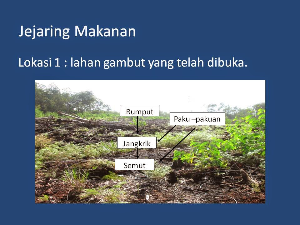 HUTAN RAWA GAMBUT