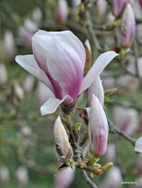 Magnolia in Bloom, Waterperry Garden, England