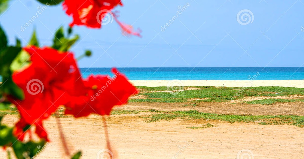 Flores de la playa
