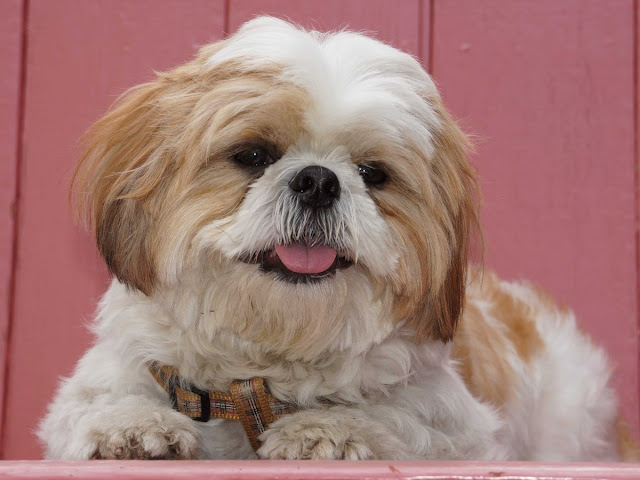 shih tzu