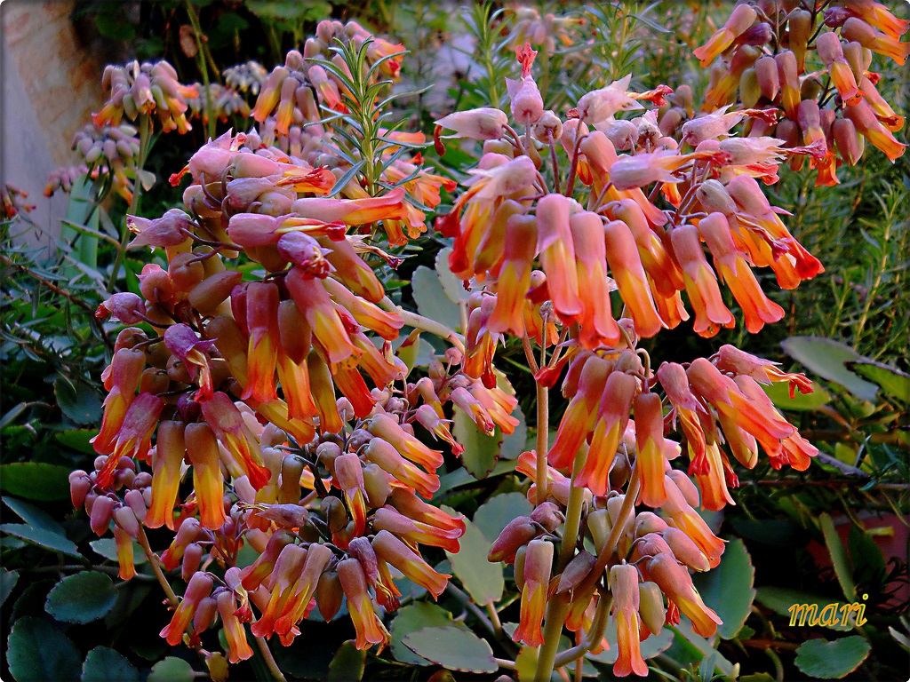Kalanchoe marnieriana Marnier’s Kalanchoe
