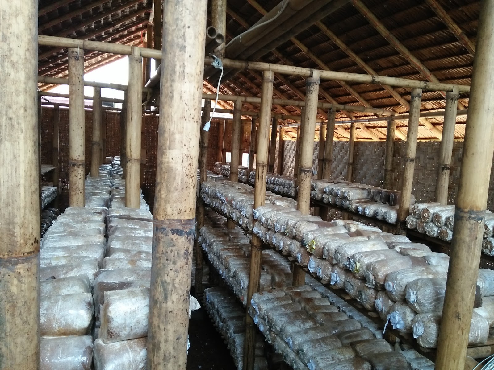 Budidaya Jamur Tiram Di Medan Sumatera Utara Model Rak Jamur