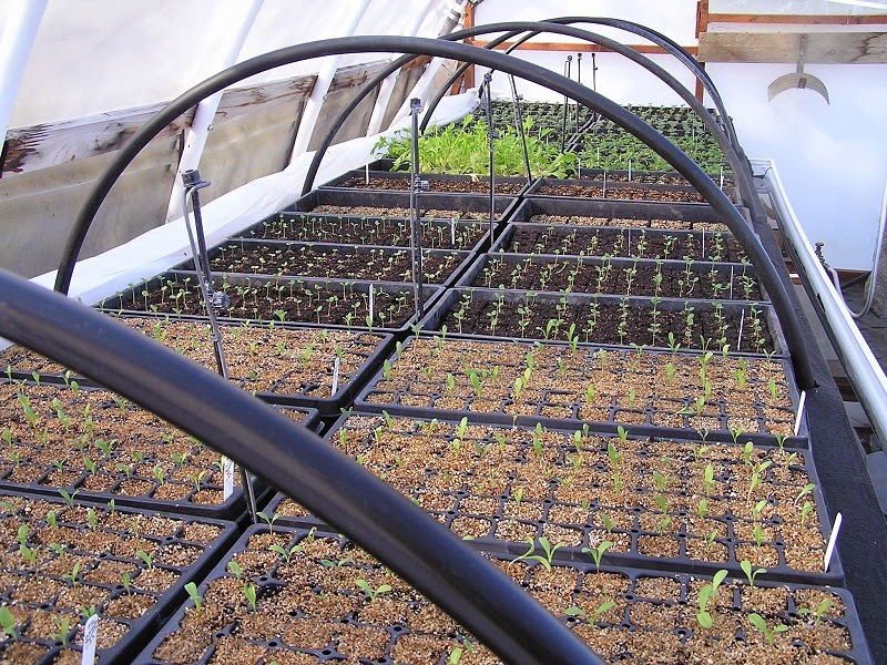 Watering Young Seedlings