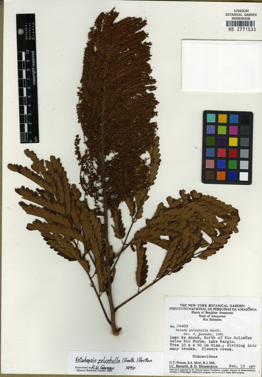 Flora de Puerto Rico Ilustrada Papo Vives Mimosoideae ENTADA