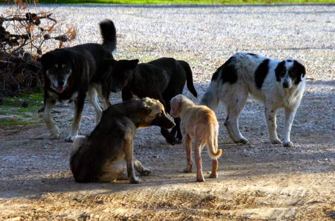 Περισυλλογή αδέσποτων σκύλων από τον Δήμο Καστοριάς (ρεπορτάζ)
