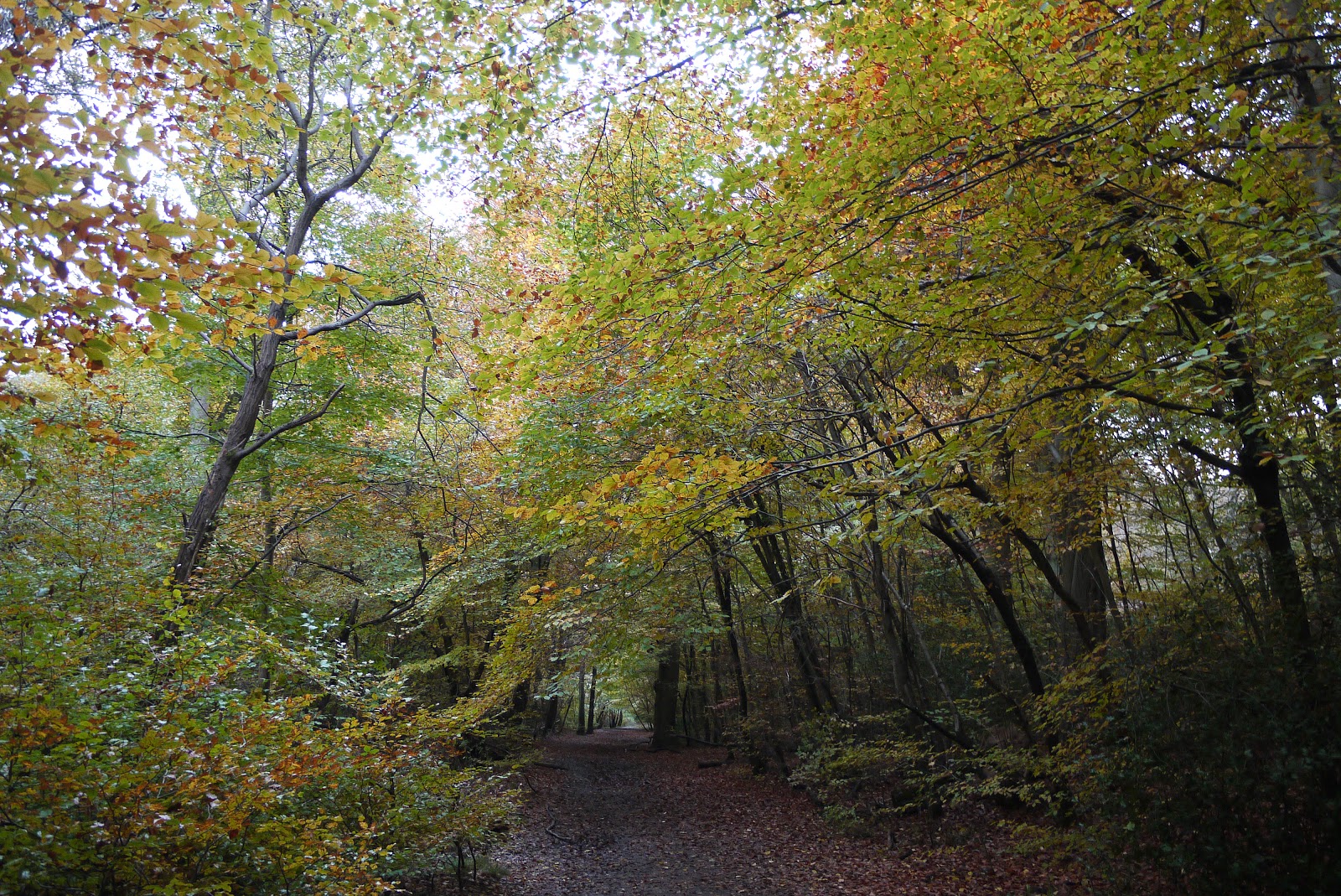 Walking in the country Burnham Beeches and Littleworth Common