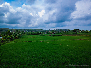 Natural Rice Fields Scenery At Patemon Village, Buleleng Regency, North Bali, Indonesia