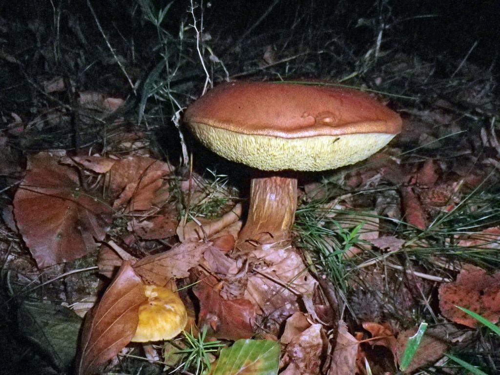 Pilze Sammeln und Pilze Bestimmen - Blog: Pilze sammeln in Hamburg