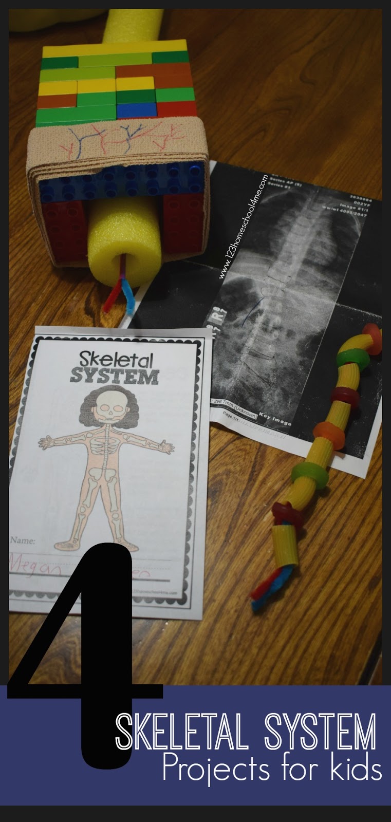 4 Skeletal System Projects for Kids