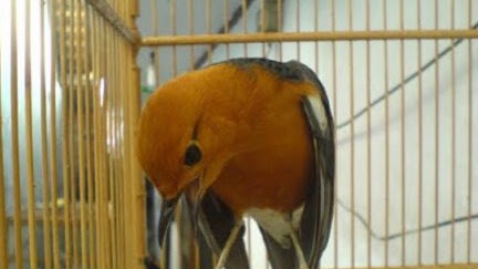 Harga Burung Anis Merah September 2019