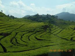 Situ Patenggang | Harga tiket Masuk | Rute jalan | Ciwidey ...