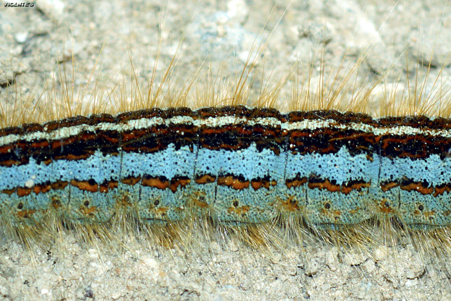 Fauna silvestre de Hormaza Malacosoma neustria