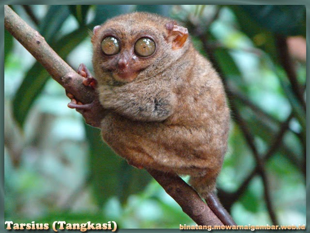 gambar tarsius gambar binatang tarsius (tangkasi)
