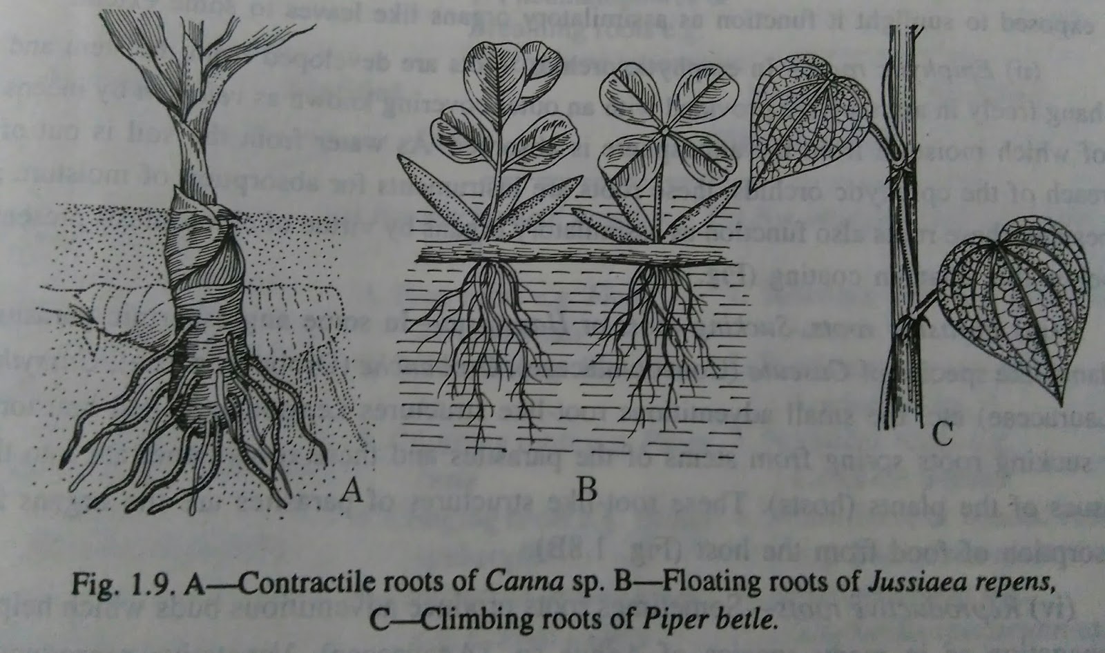 Roots modified roots and functions of rootdigieduco