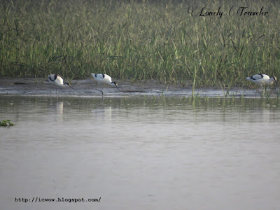 Pied avocet, Recurvirostra avosetta