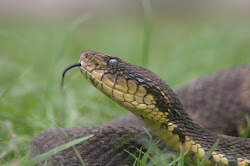 Bothrops atrox