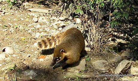 Zoo Zagreb rakun