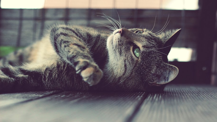 Cat, Lying, 4K, 3840x2160, #56