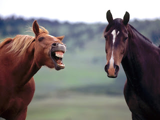 horse040.jpg