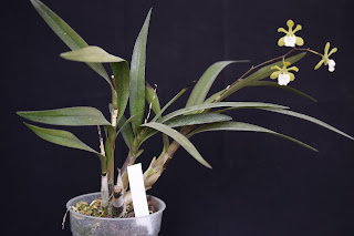 , Epidendrum Floribundum, diarid'orchidee