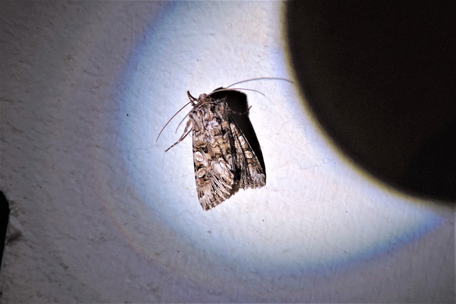 Types Of Moths In Georgia