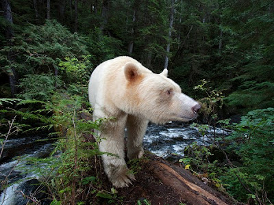 Η Αρκούδα-φάντασμα του Καναδά
