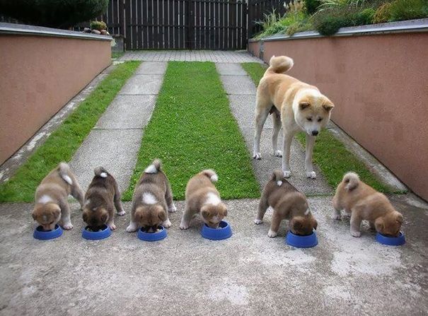 See 21 Dogs that are adorable.. See 21 Dogs that are adorable..