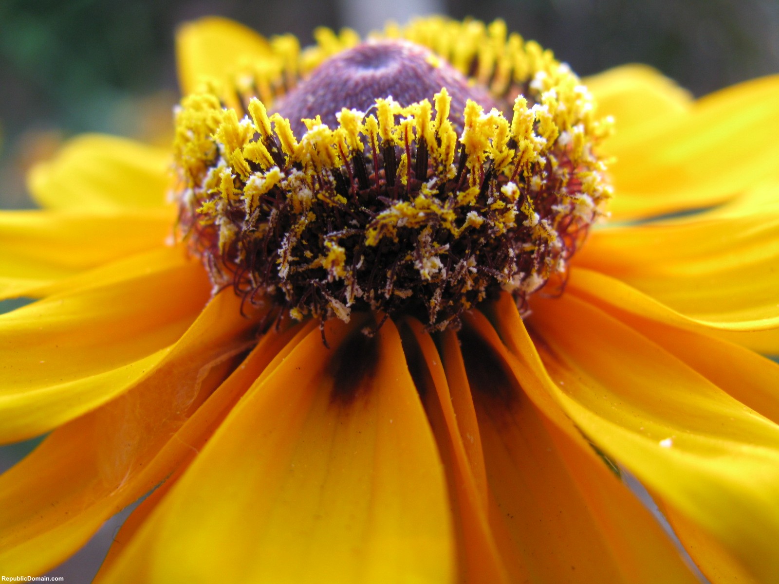 Yellow Flower Wallpaper