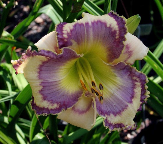 Daylilies Are Jewels Of Summer Garden 