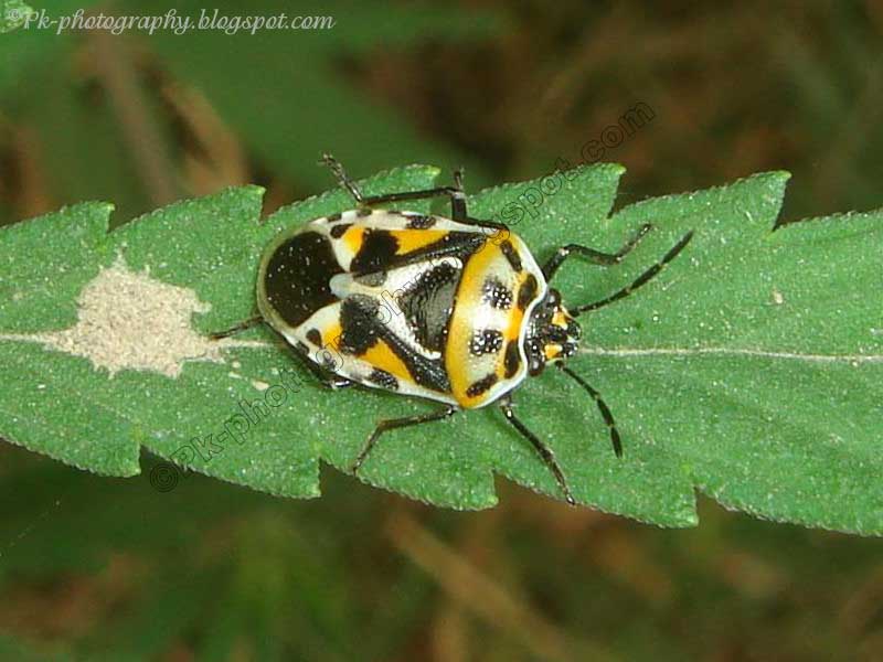 harlequin cabbage bug nature