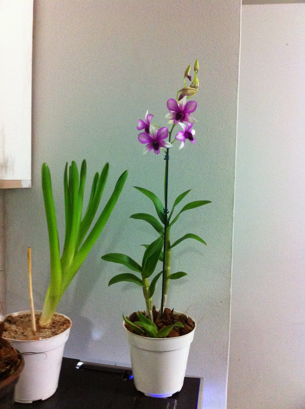 plantum: Orquídea Denphal