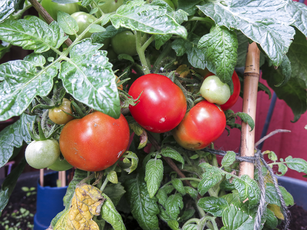 tomater, tomatoes tomater, tomatoes