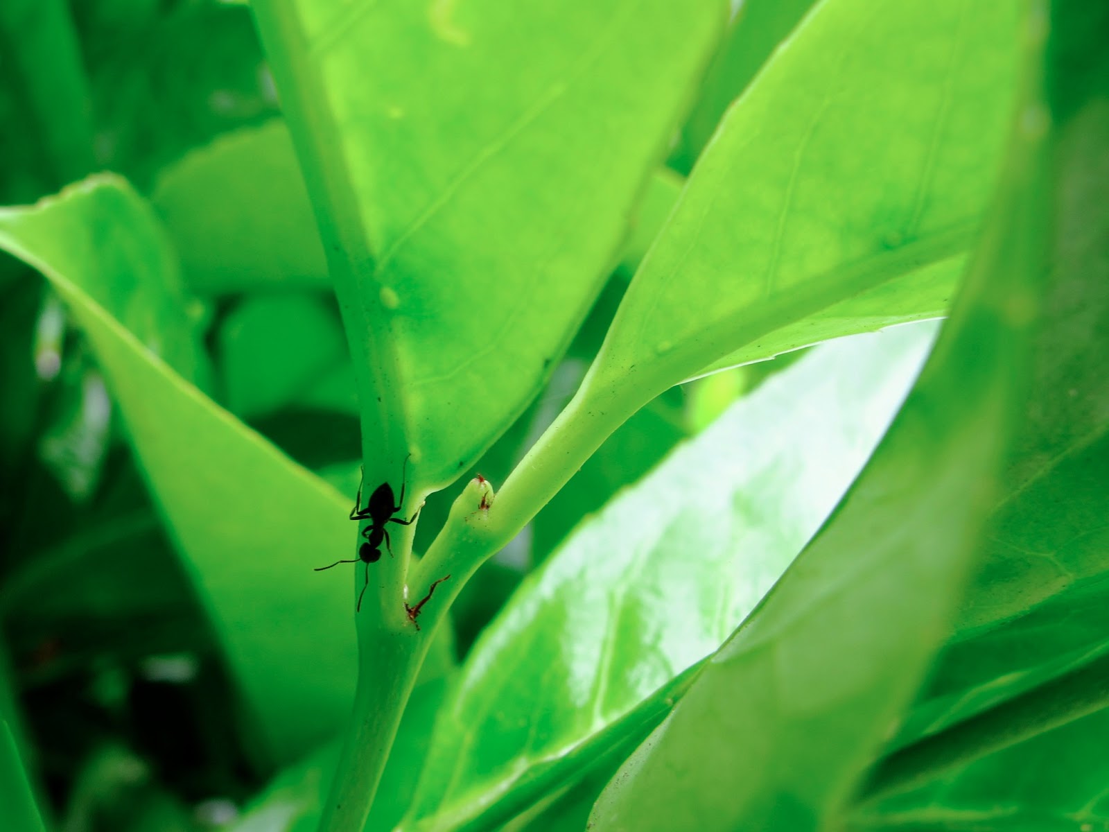 BugBlog Ants and cherry laurel nectaries