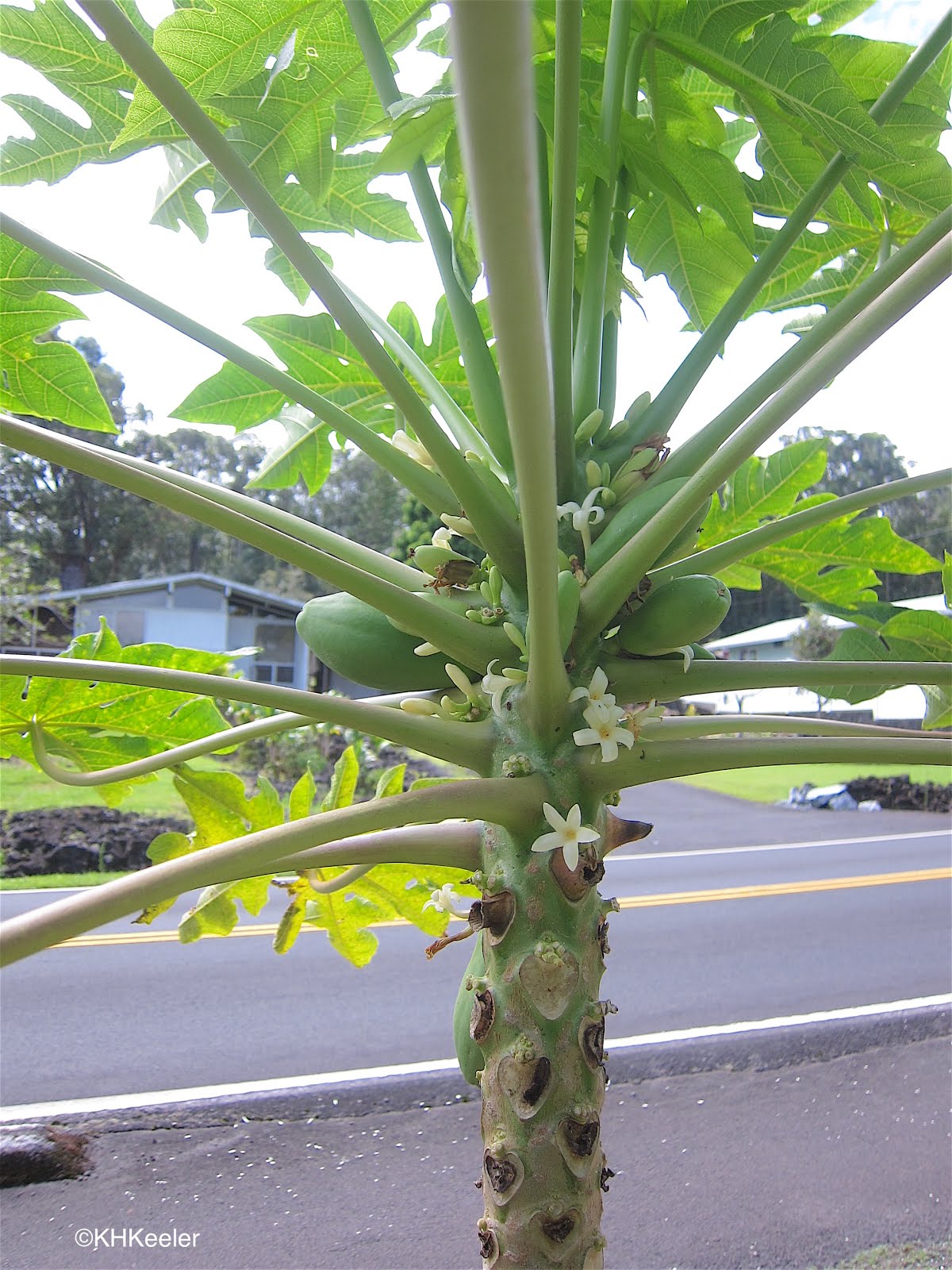 A Wandering Botanist Plant StoryPapaya, Tropical American Fruit