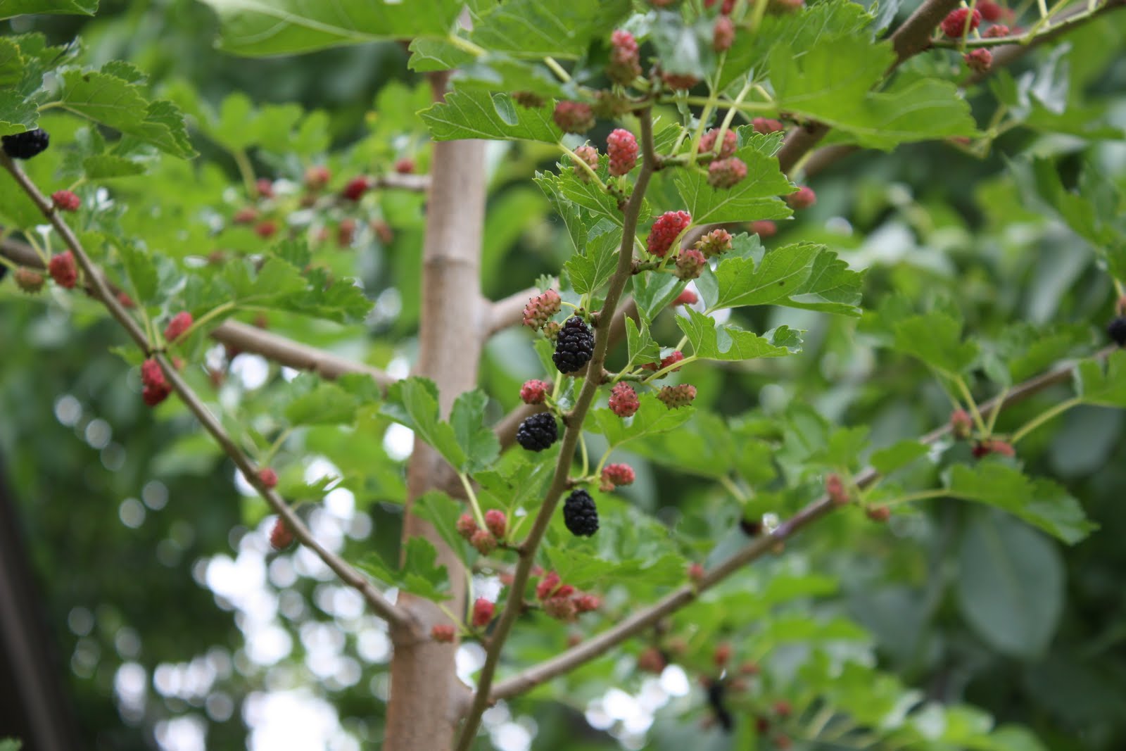 Ежевика дерево