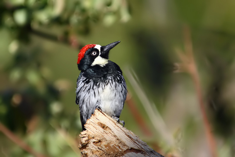 Woodpeckers Tongues Spear Food