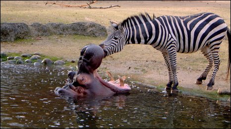 The Plural Of Hyena: Things I Find Fascinating #3: Zebras And The