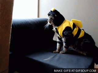 cat bee suit