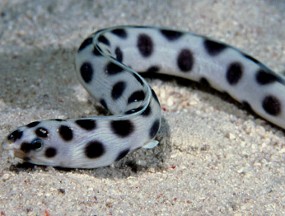 What is good? Summer Brief: Concept: Polka dots are good