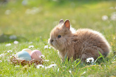 cuidados com coelhos