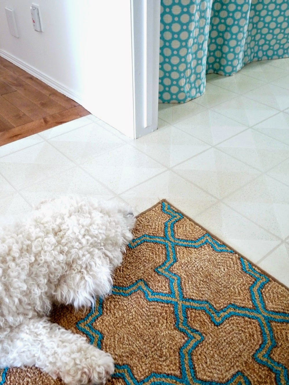 Curious Komondor