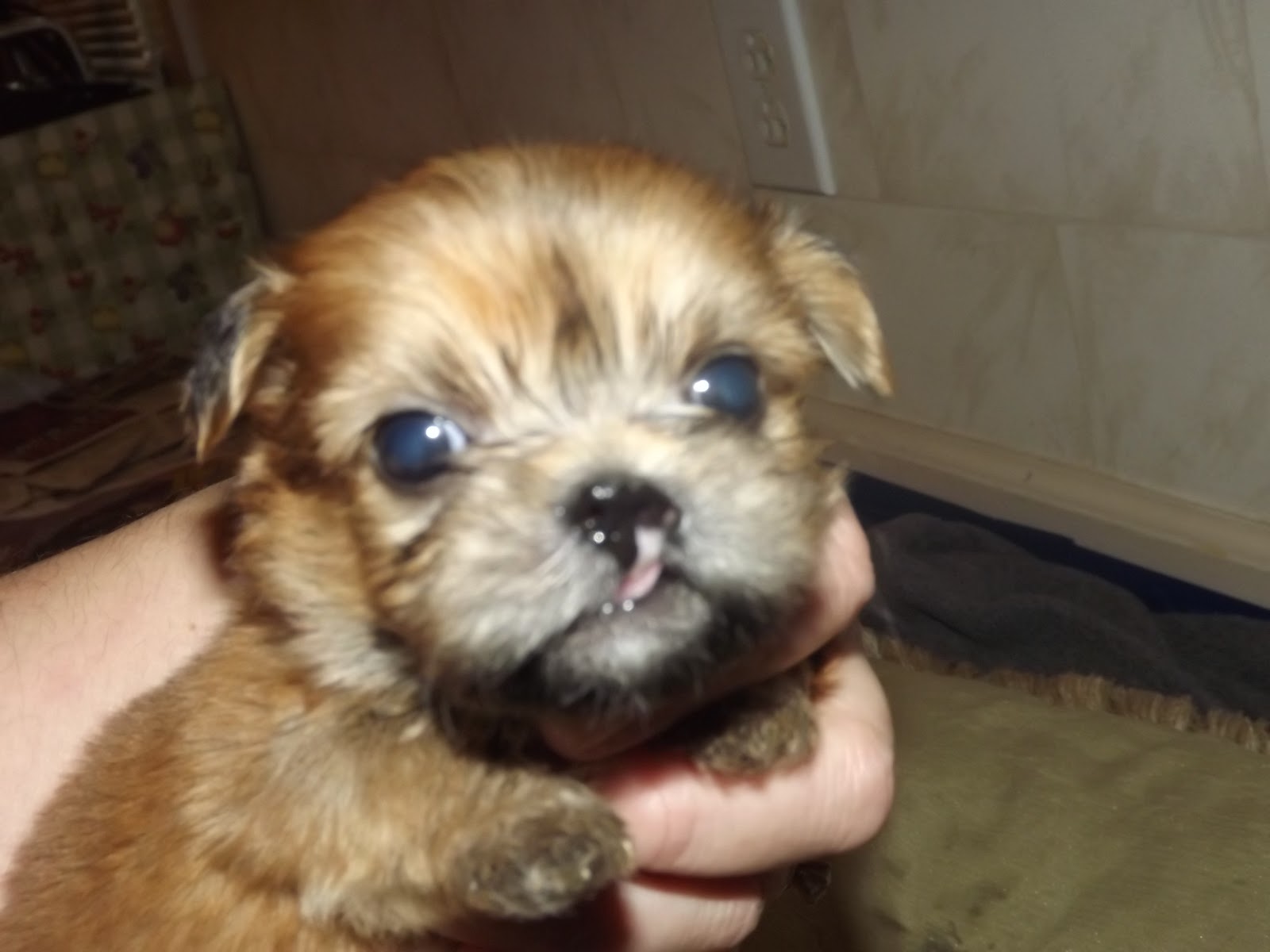 The House Of Shih Tzu Puppies for Sale